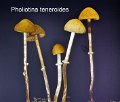 Pholiotina teneroides-amf494